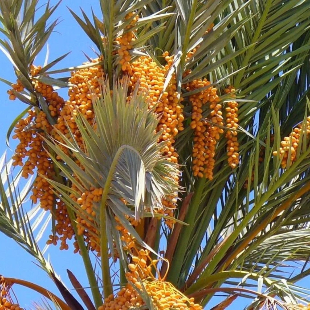Mariami Dates Palm Seeds - 5