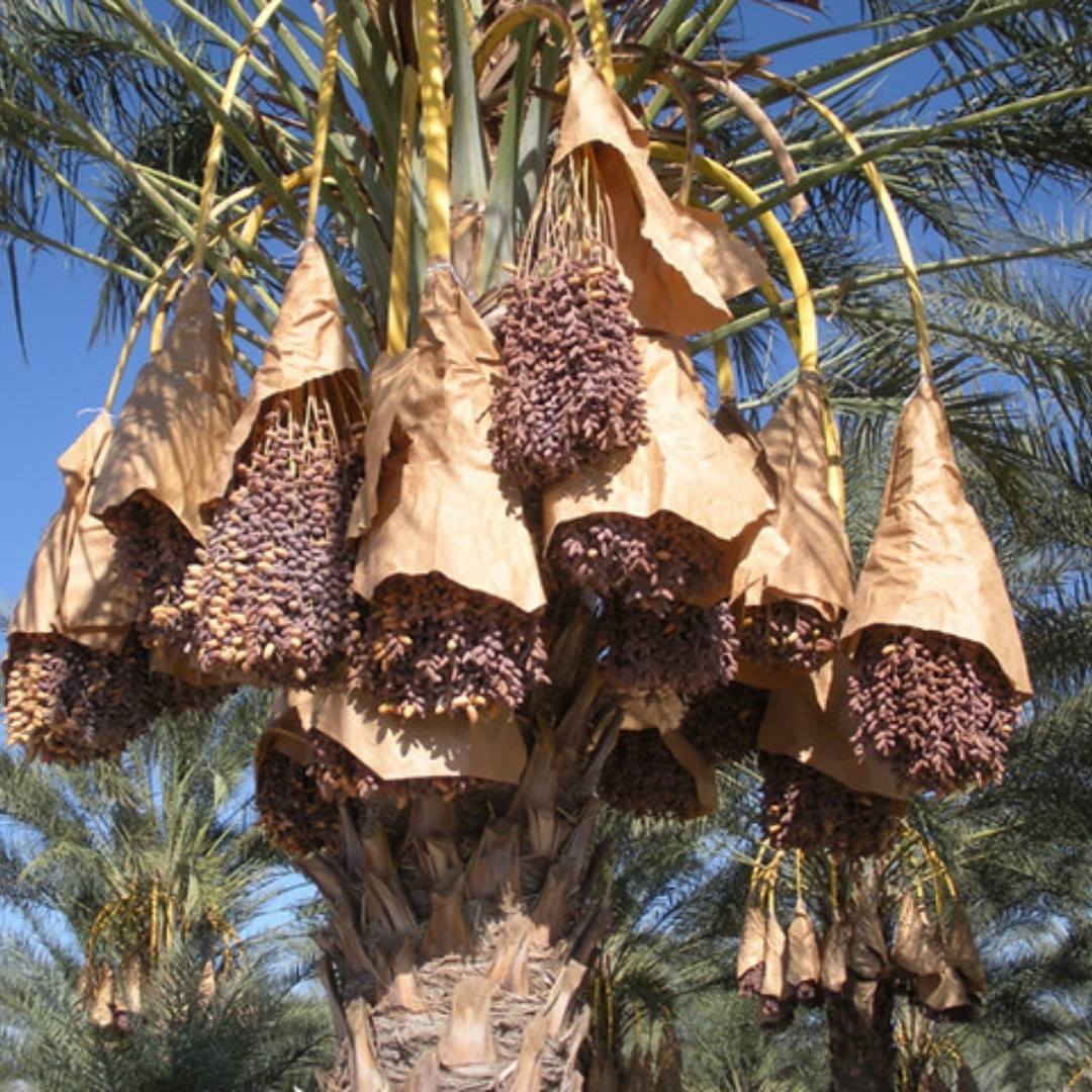 Mariami Dates Palm Seeds - 5
