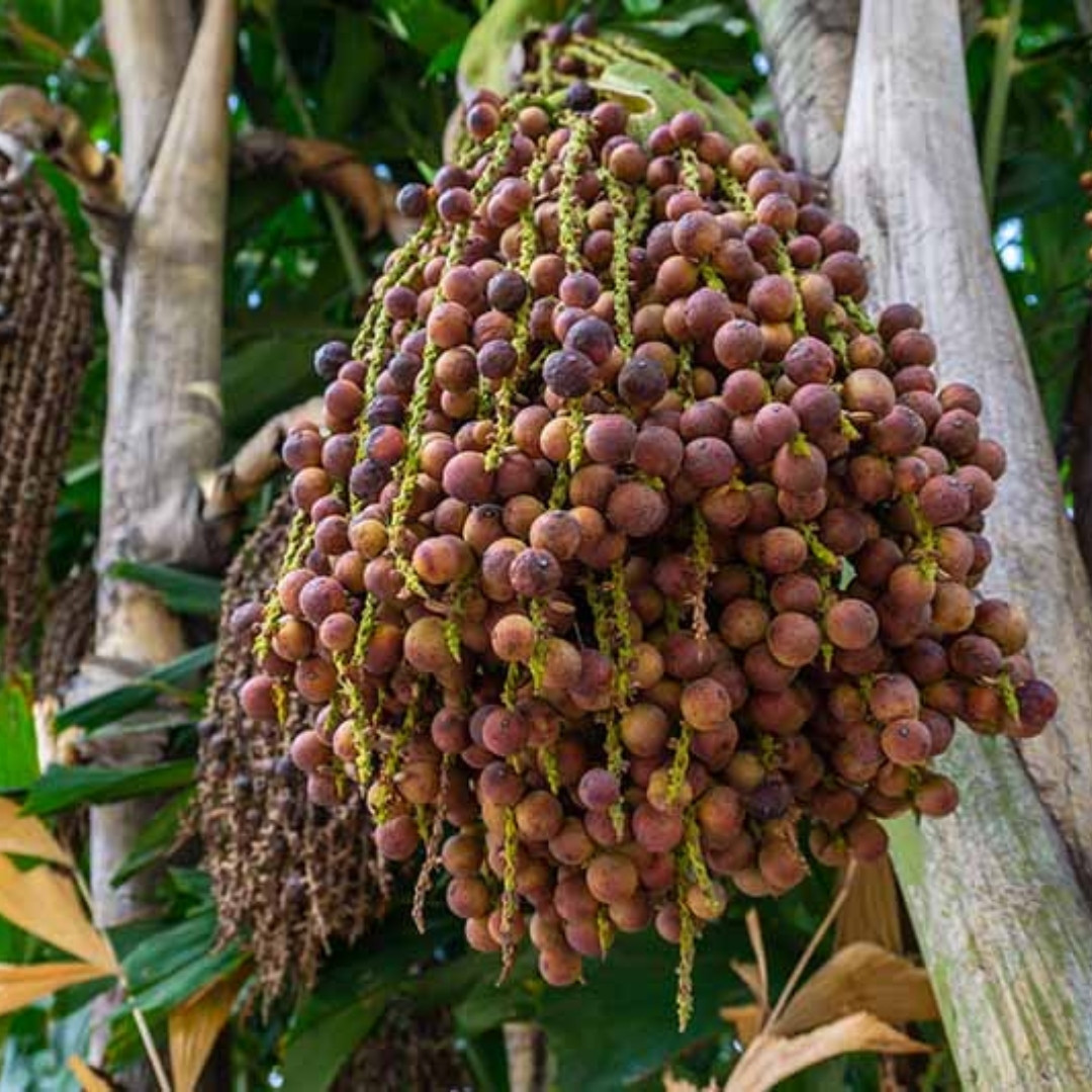 Clustering Fishtail Palm Seeds, Caryota mitis - 5