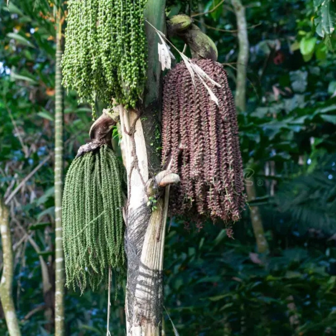 Clustering Fishtail Palm Seeds, Caryota mitis - 5