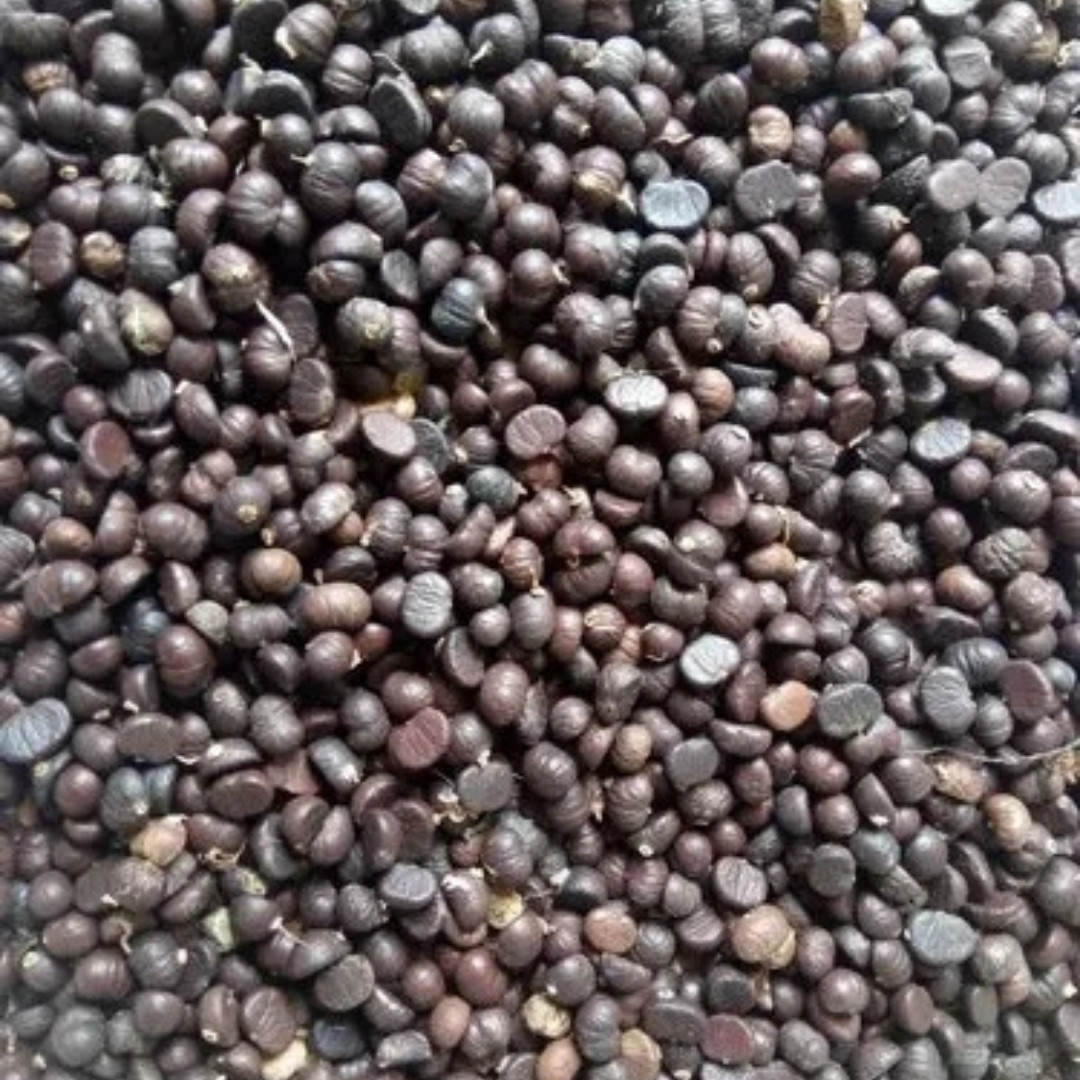 Clustering Fishtail Palm Seeds, Caryota mitis - 5