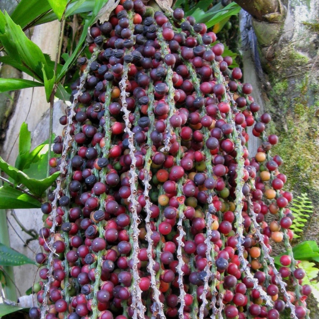 Clustering Fishtail Palm Seeds, Caryota mitis - 5