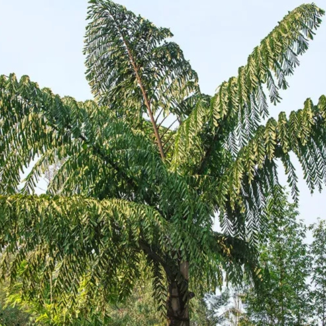 Clustering Fishtail Palm Seeds, Caryota mitis - 5