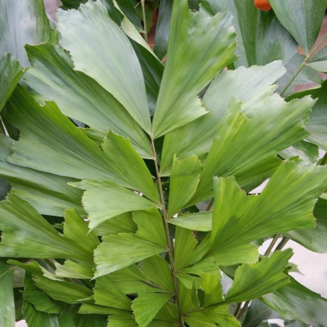 Clustering Fishtail Palm Seeds, Caryota mitis - 5