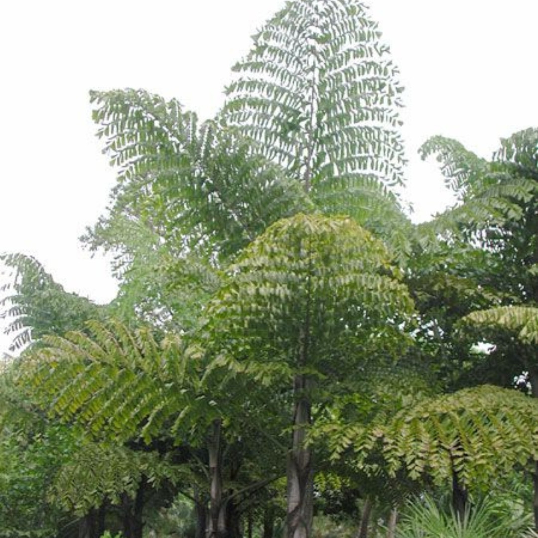 Clustering Fishtail Palm Seeds, Caryota mitis - 5