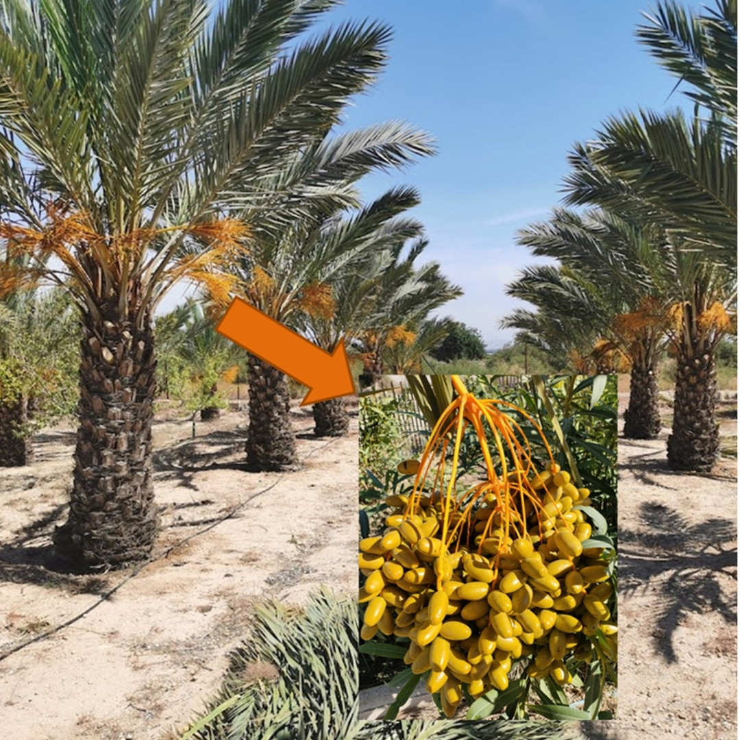 Sukkari Dates Palm Seeds - 5
