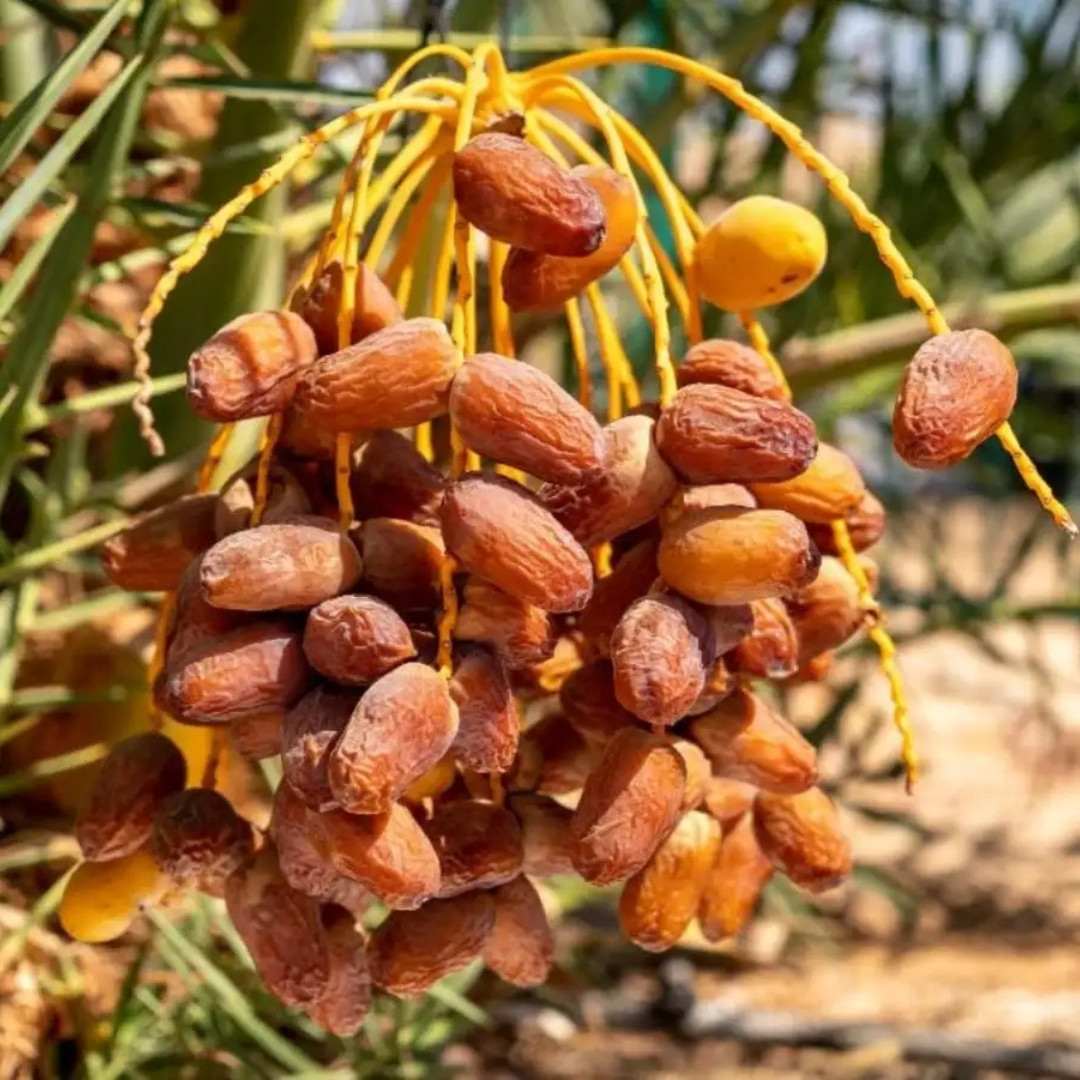Sukkari Dates Palm Seeds - 5