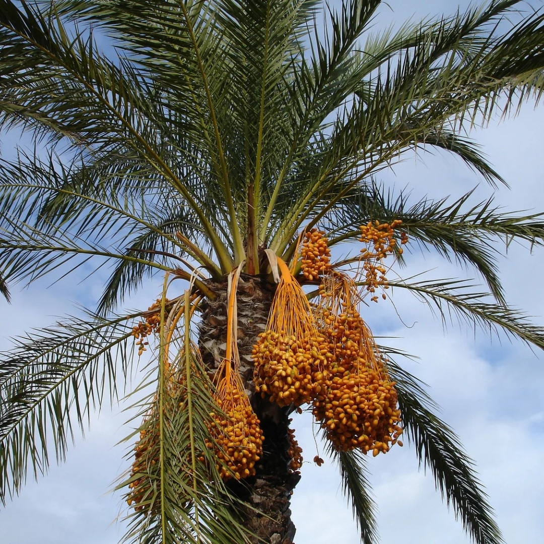 Sukkari Dates Palm Seeds - 5