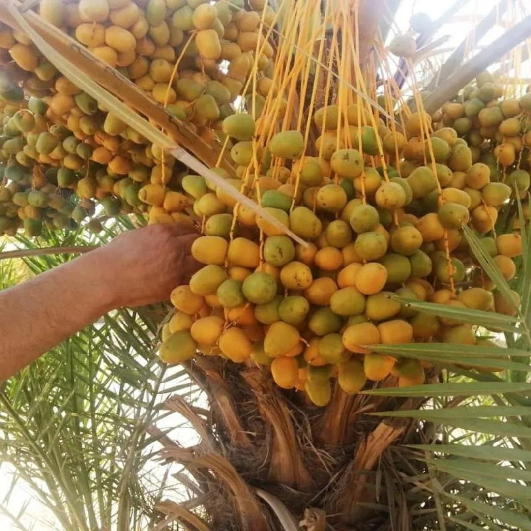 Sukkari Dates Palm Seeds - 5