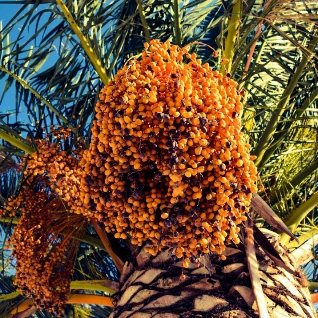 Sukkari Dates Palm Seeds - 5