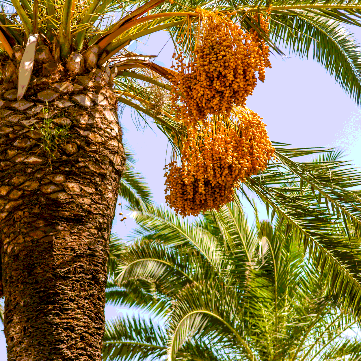Medjoul Date Palm seeds - 5
