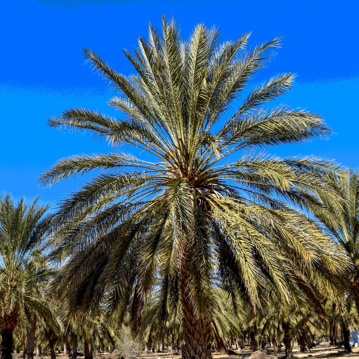 Medjoul Date Palm seeds - 5