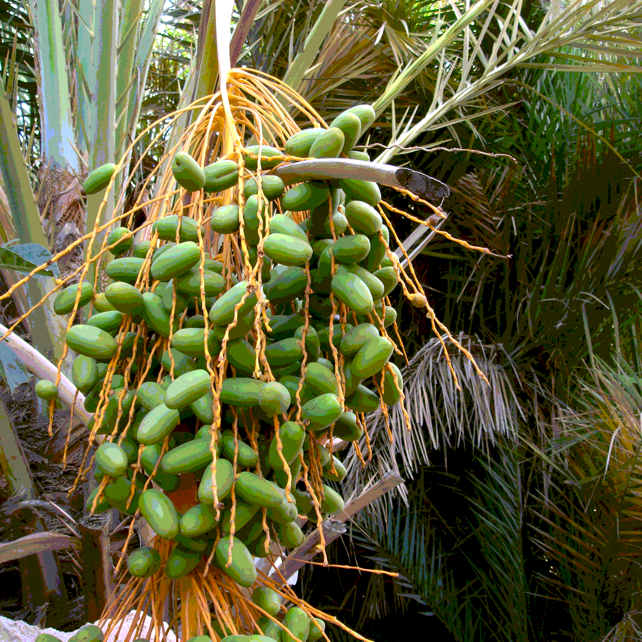 Medjoul Date Palm seeds - 5