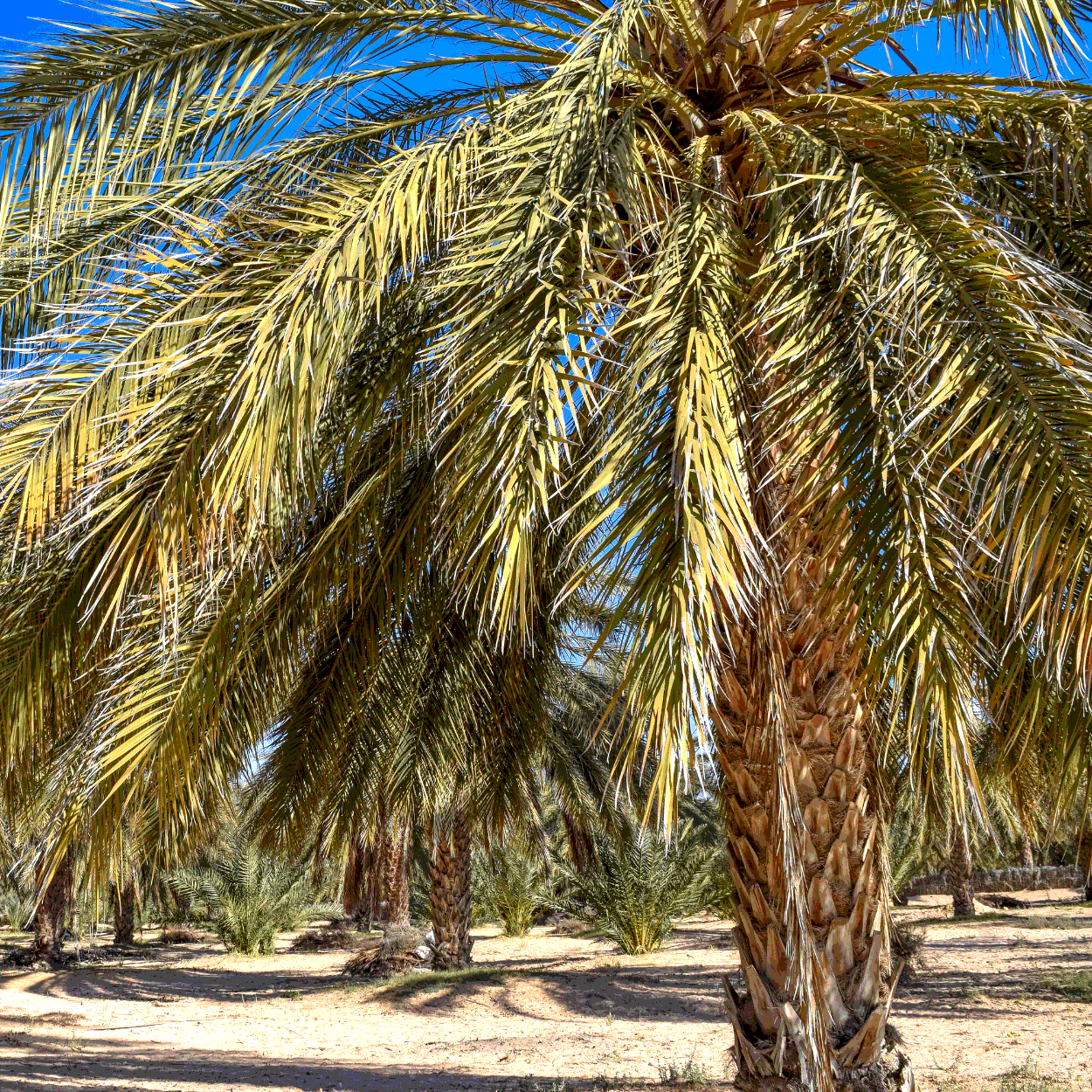 Medjoul Date Palm seeds - 5