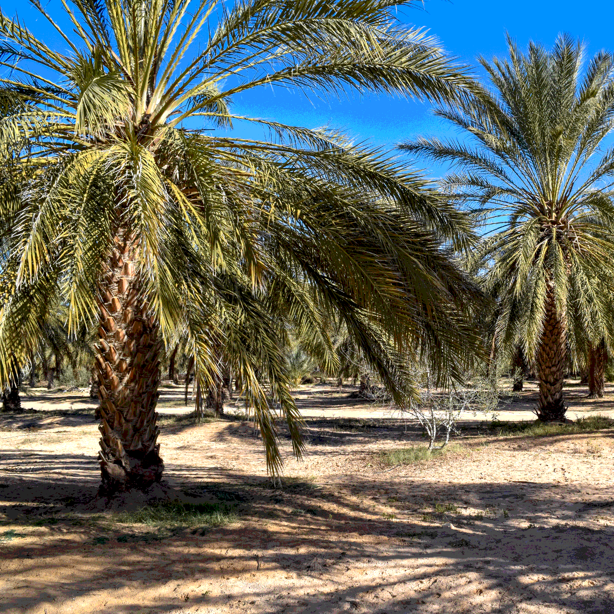 Medjoul Date Palm seeds - 5