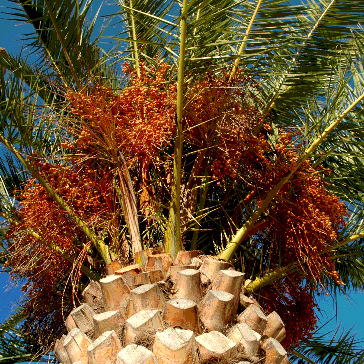 Medjoul Date Palm seeds - 5