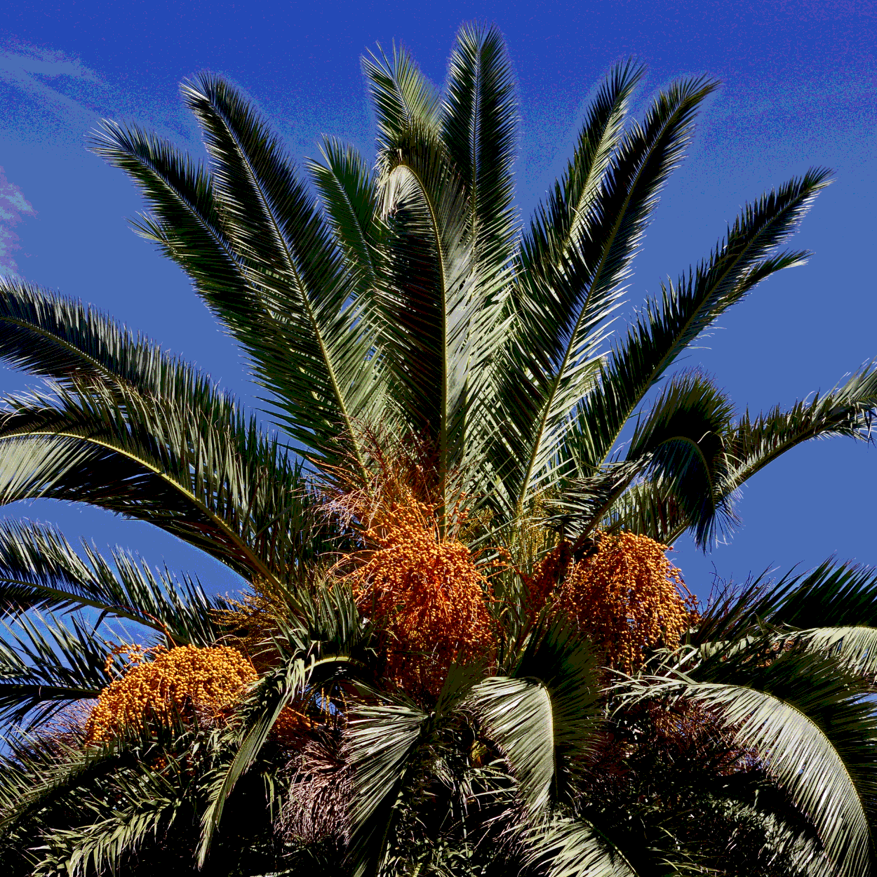 Medjoul Date Palm seeds - 5
