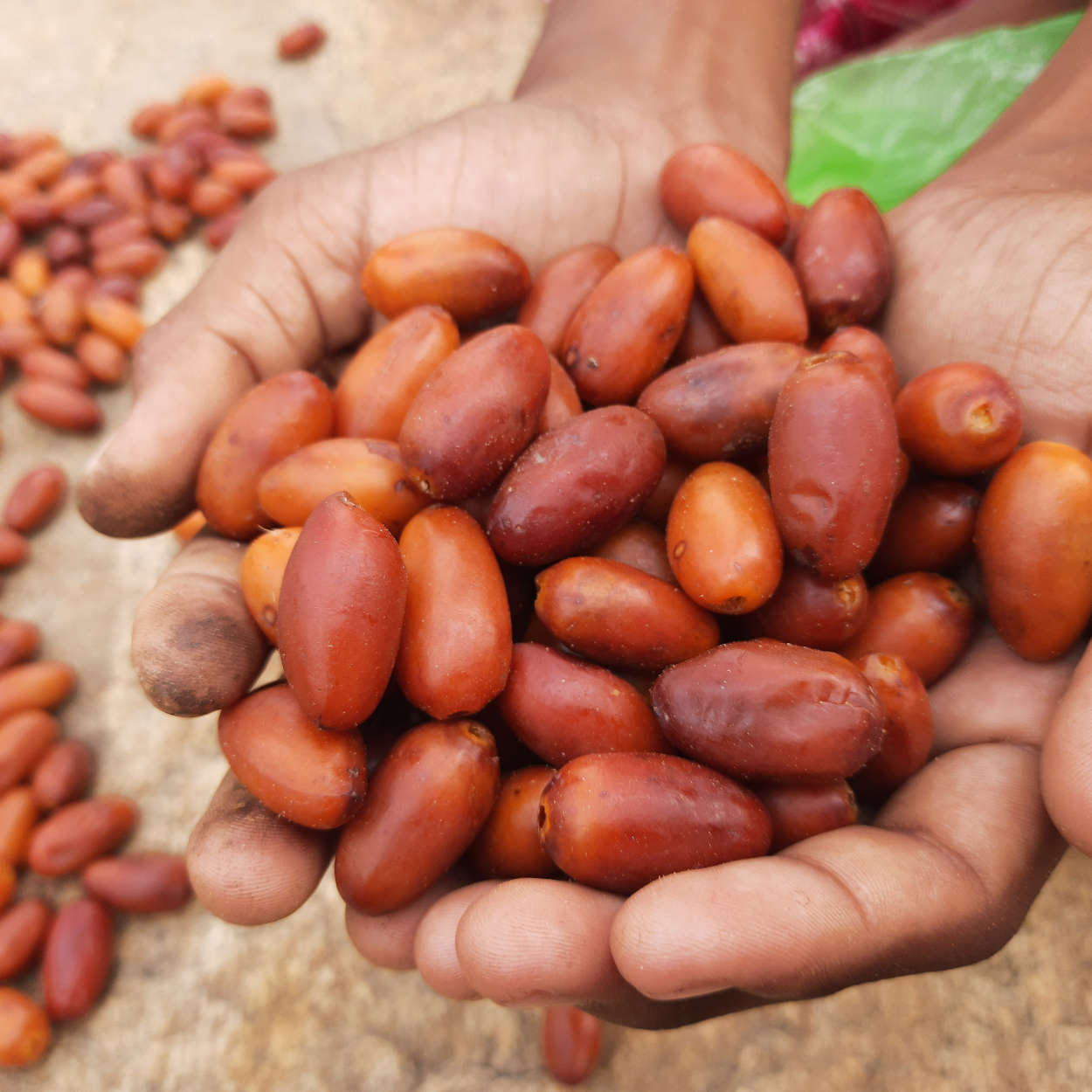 Medjoul Date Palm seeds - 5