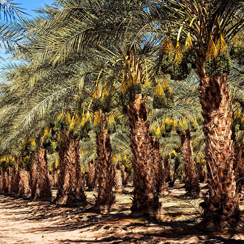 Halawi Date Palm seeds - 5