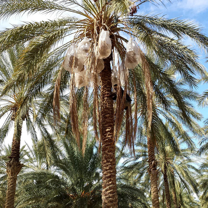 Halawi Date Palm seeds - 5