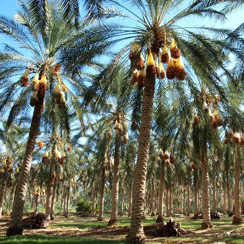 Halawi Date Palm seeds - 5