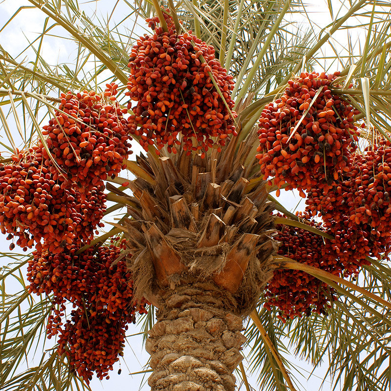 Halawi Date Palm seeds - 5