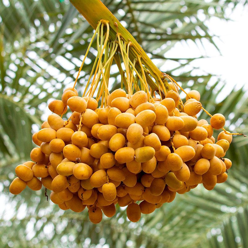 Halawi Date Palm seeds - 5
