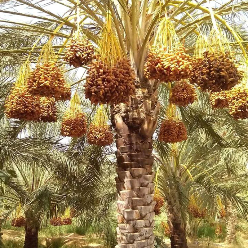 Halawi Date Palm seeds - 5