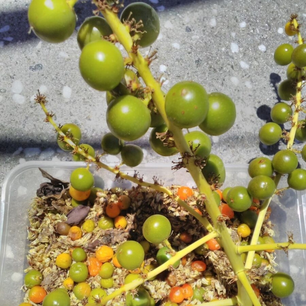 Dracaena Palm seeds - 15