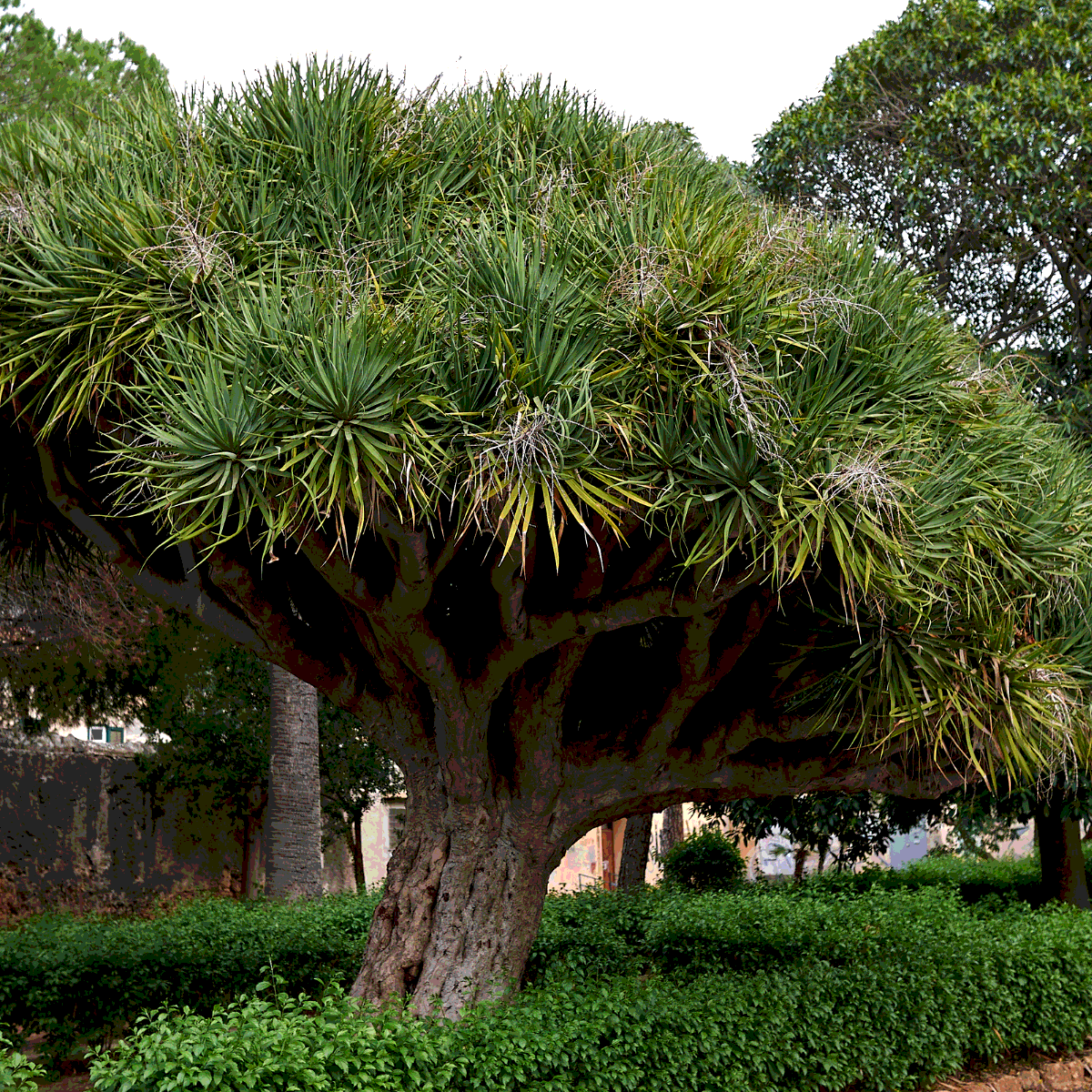 Dracaena Palm seeds - 15