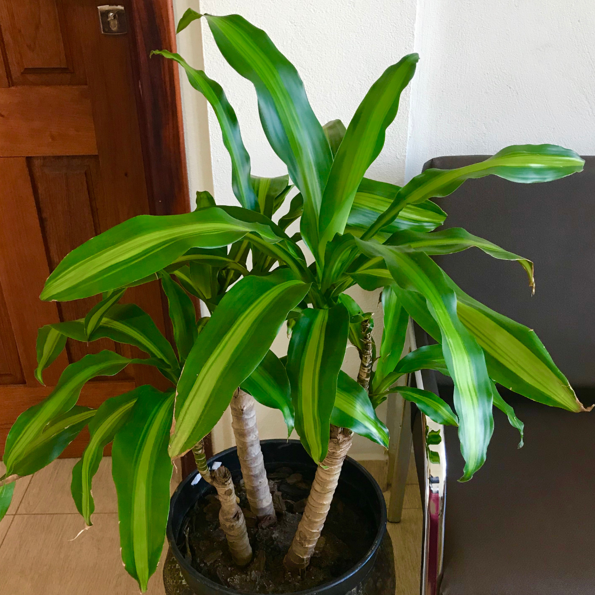 Dracaena Palm seeds - 15