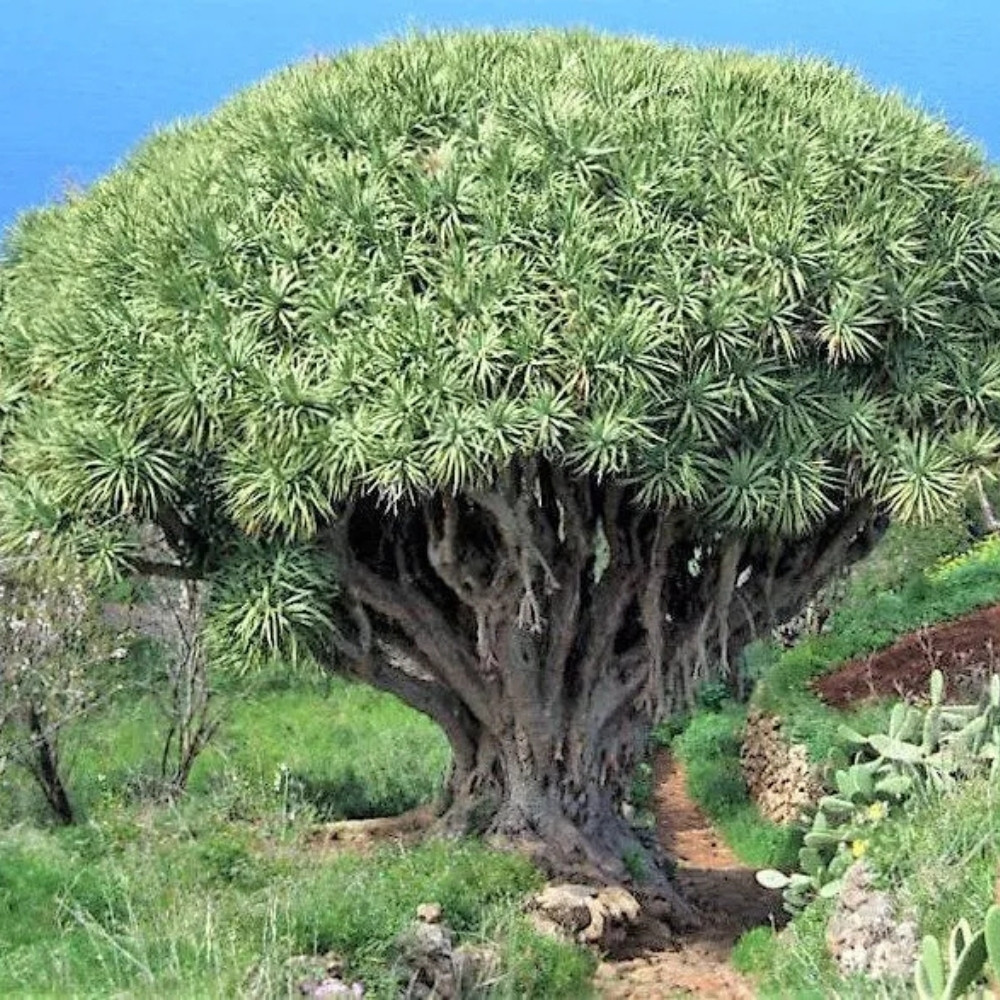 Dracaena Palm seeds - 15