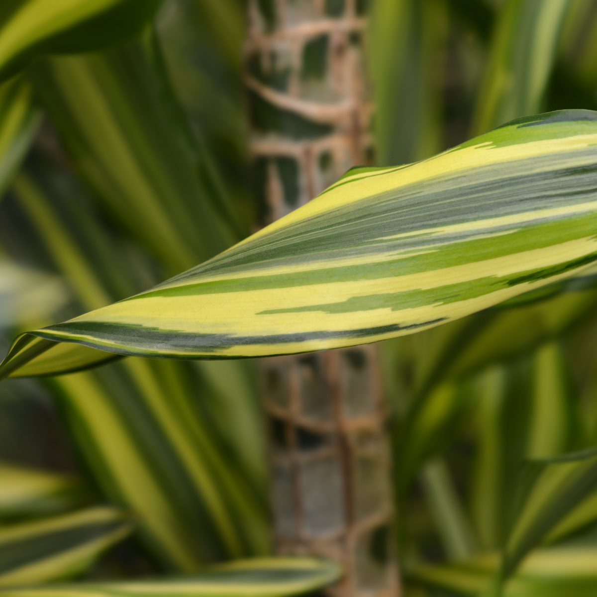 Dracaena Palm seeds - 15