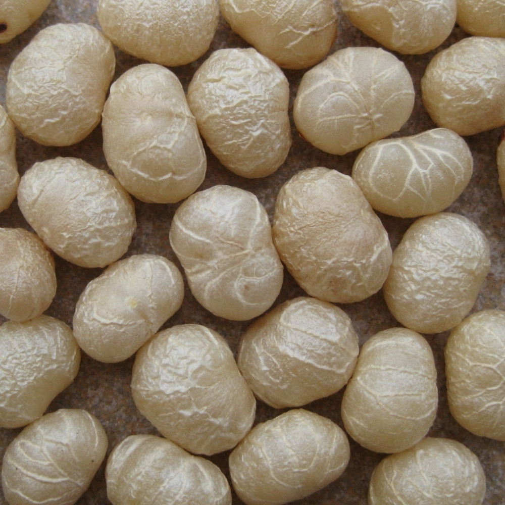 Dracaena Palm seeds - 15