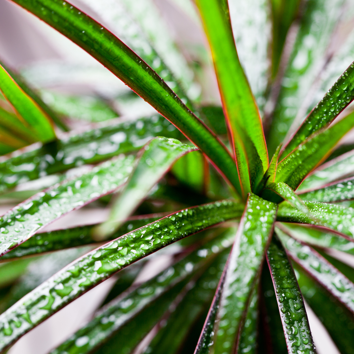 Dracaena Palm seeds - 15
