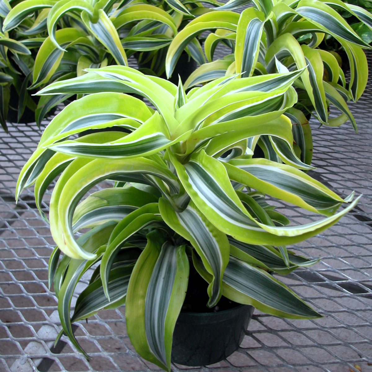 Dracaena Palm seeds - 15