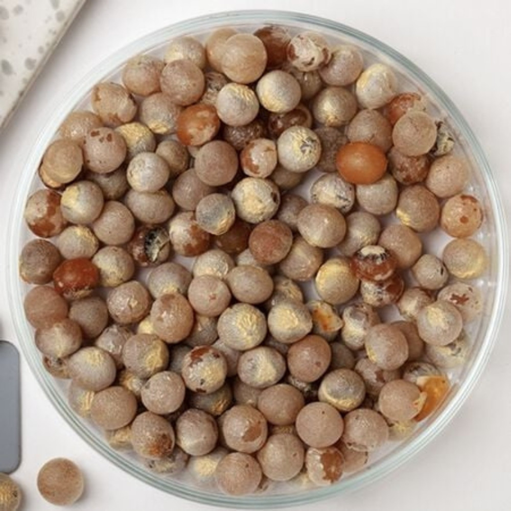 Dracaena Palm seeds - 15