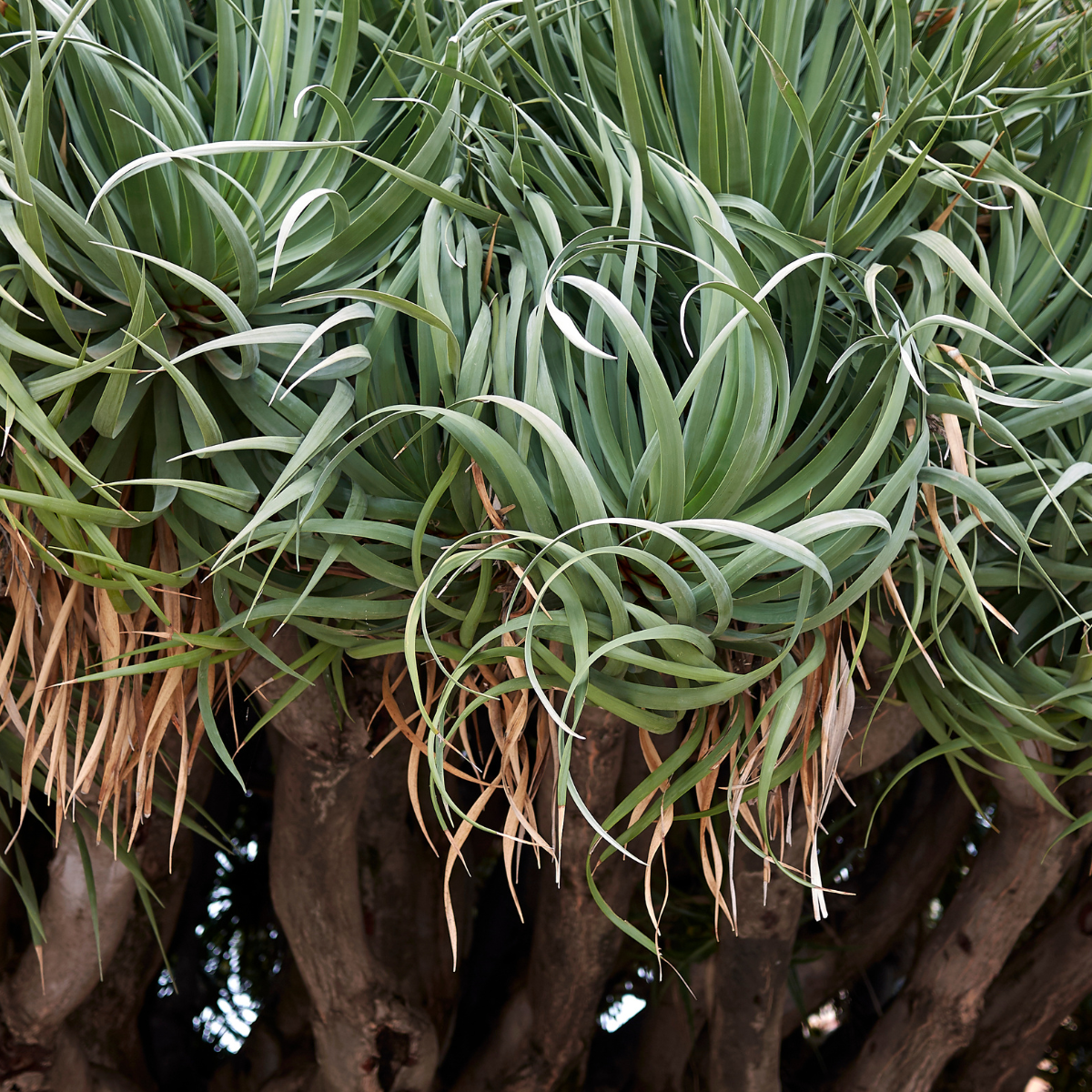 Dracaena Palm seeds - 15
