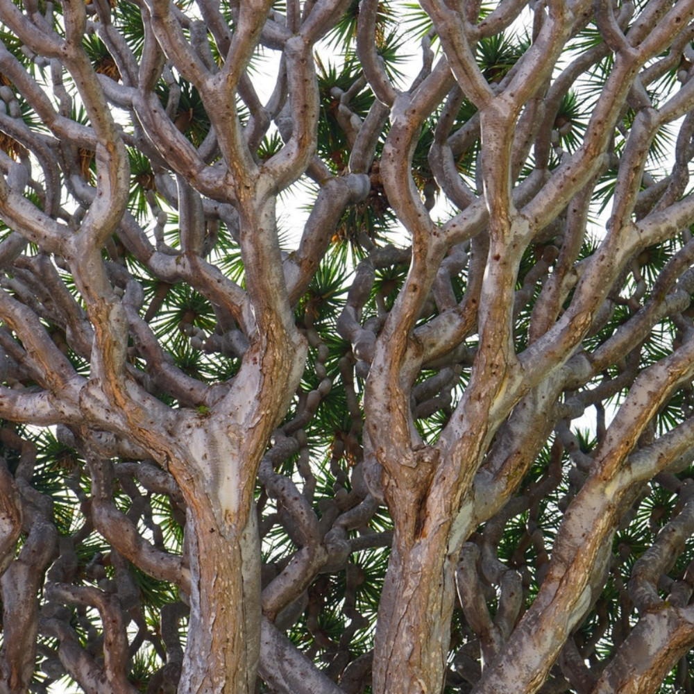 Dracaena Palm seeds - 15