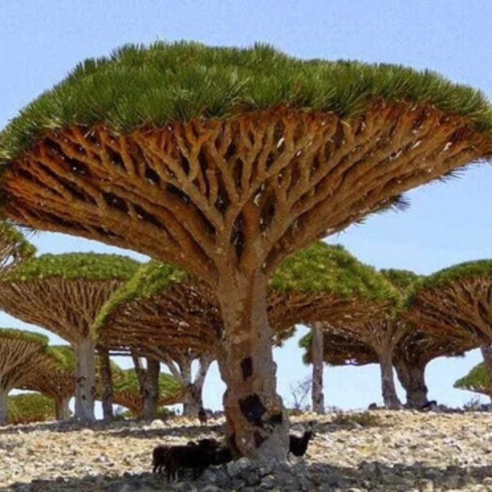 Dracaena Palm seeds - 15