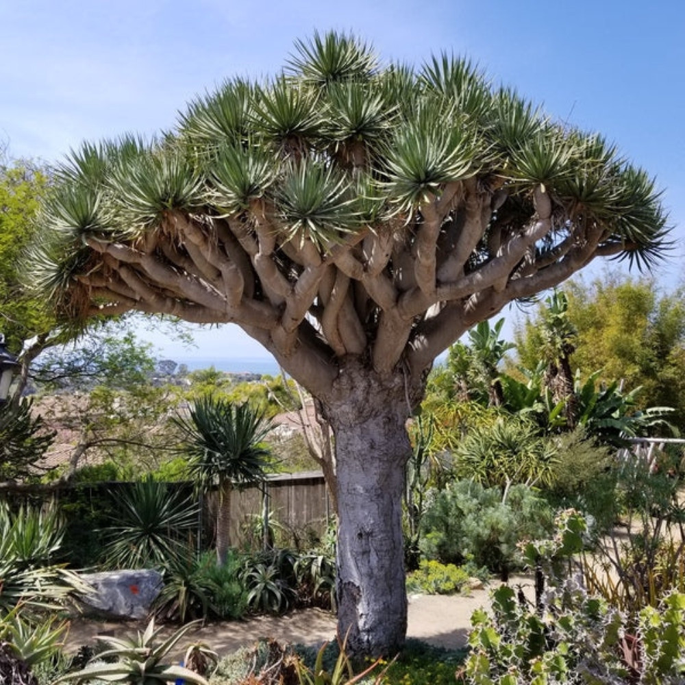 Dracaena Palm seeds - 15