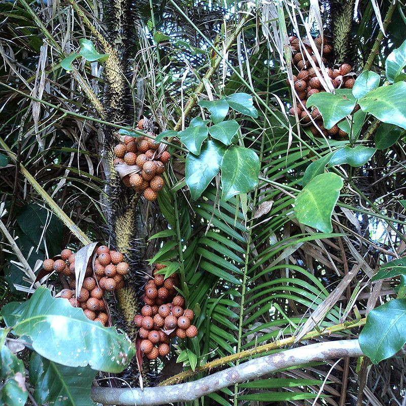 Salacca, Snake Fruit Seeds, Salacca zalacca - 5