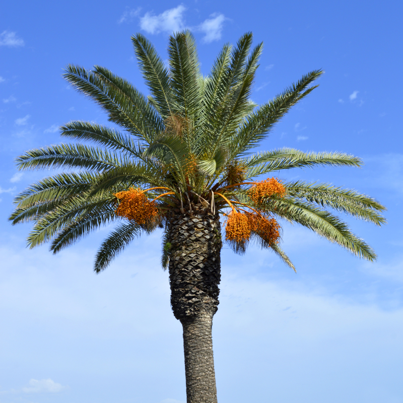 Date Palm Mix varietis seeds - 10