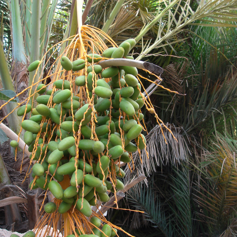 Date Palm Mix varietis seeds - 10