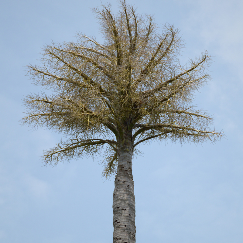 Date Palm Mix varietis seeds - 10