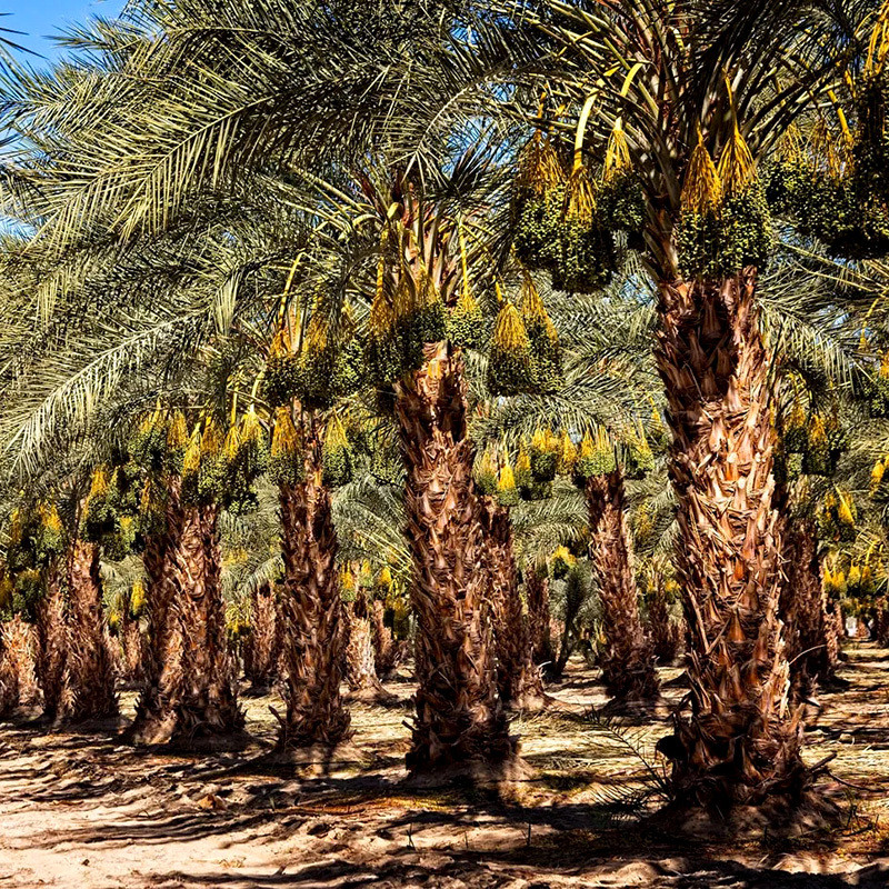 Date Palm Mix varietis seeds - 10