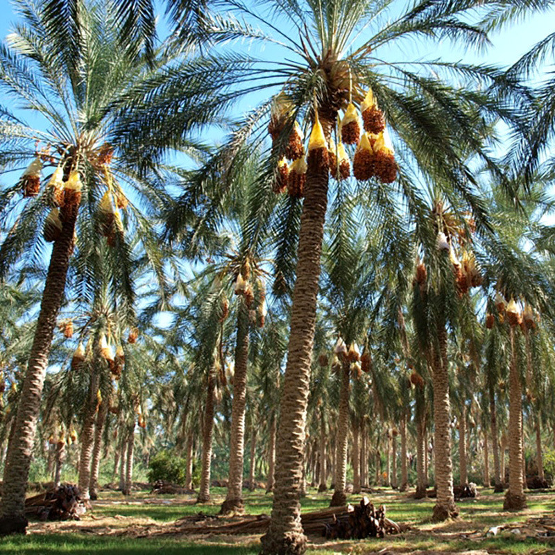Date Palm Mix varietis seeds - 10