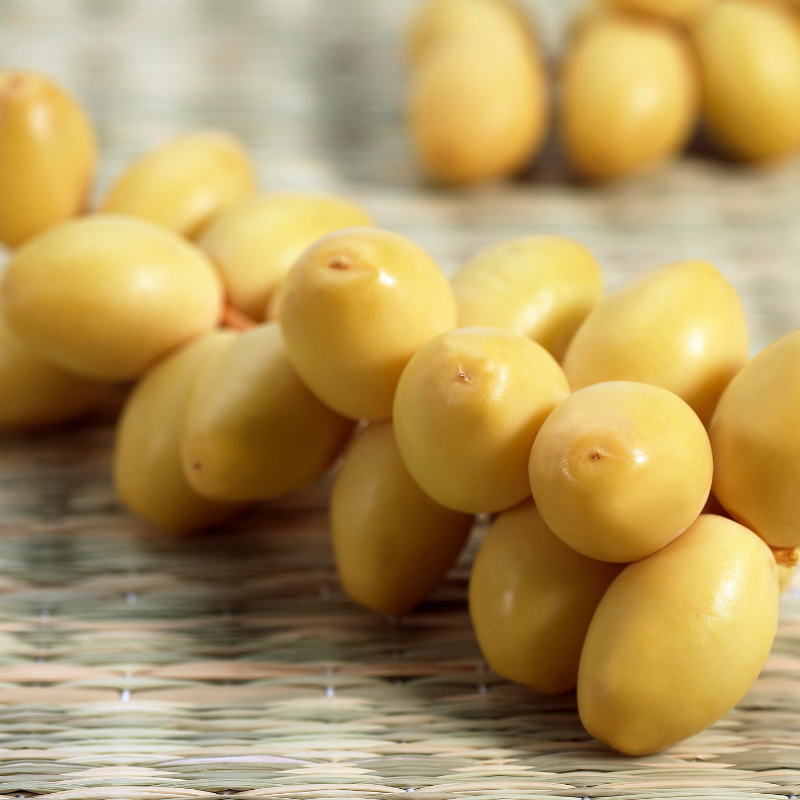 Date Palm Mix varietis seeds - 10
