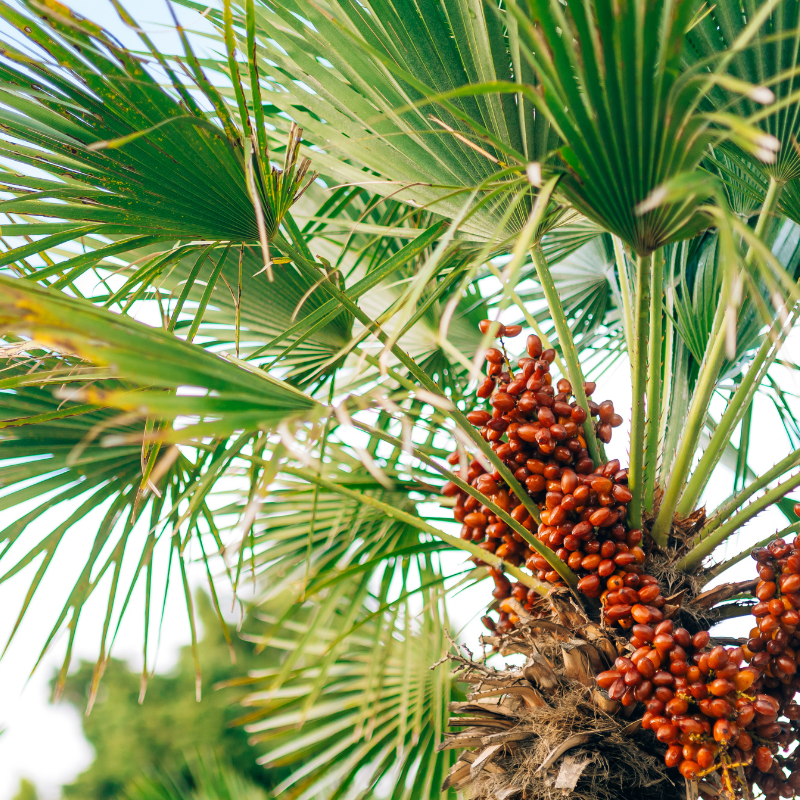 Mabroom dates seeds - 10