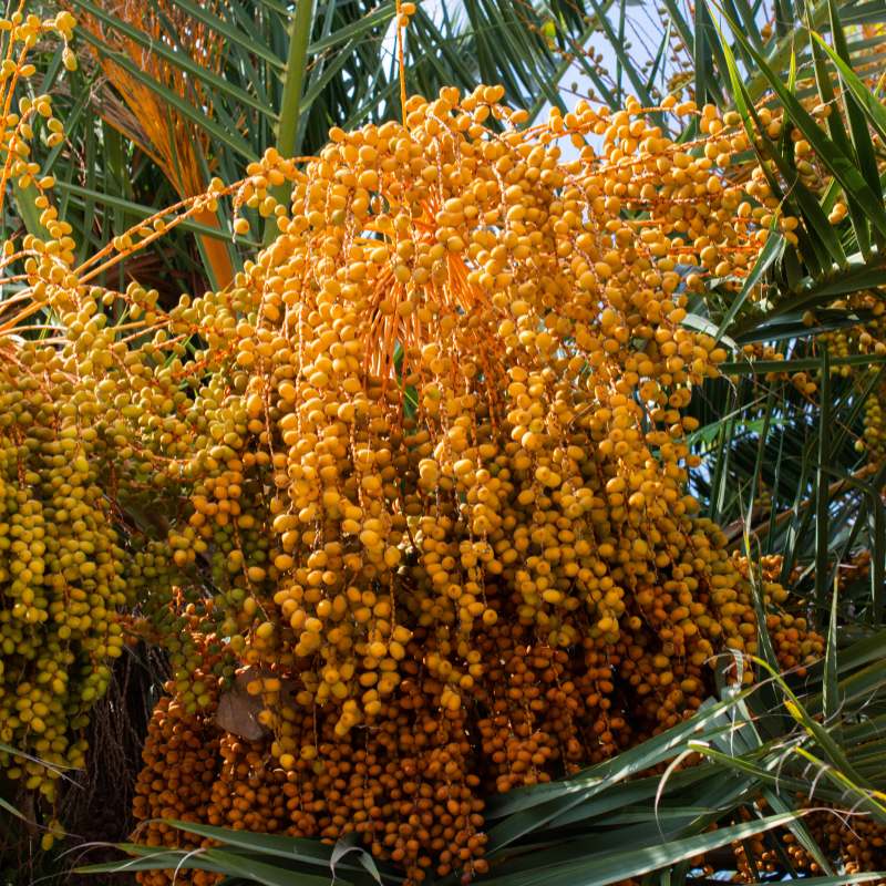 Mabroom dates seeds - 10